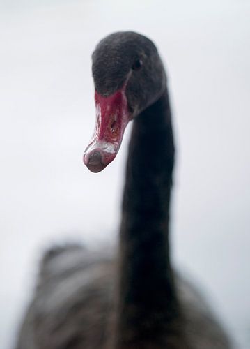 Een zwarte zwaan vogel ( Anatidae kobbelzwaan ) met rode snavel die naar de camera kijkt