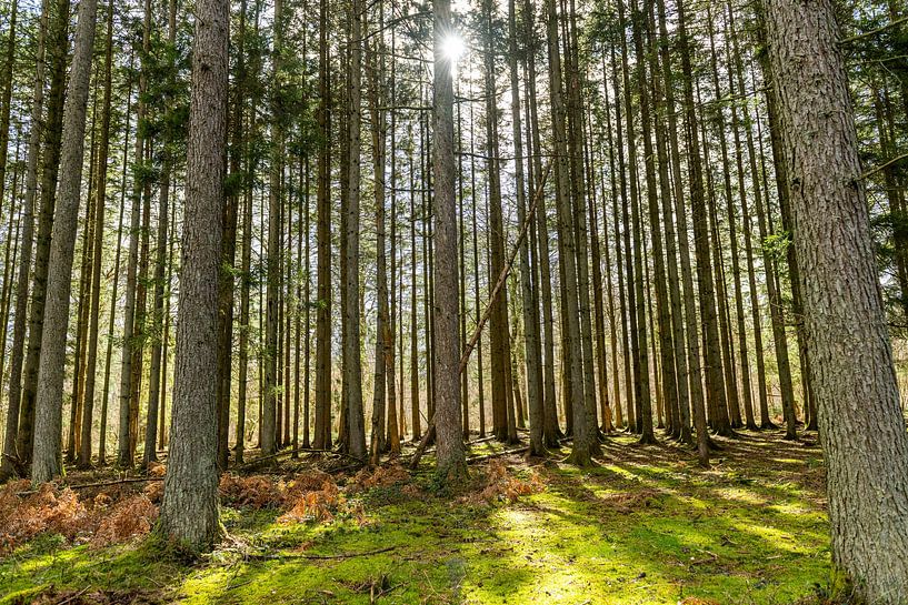 Naturlandschaft Ardennen von Pien Boelen