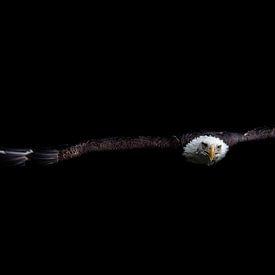 A bald eagle close-up in flight creatively edited by Wolfgang Unger