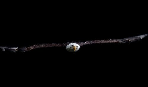 A bald eagle close-up in flight creatively edited