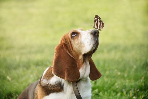 Schattige basset met een vlinder op zijn neus. Grappige wanddecoratie met huisdieren.
