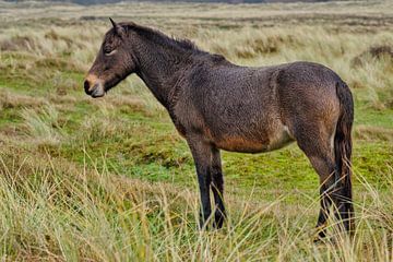 Exmoor-Pony in den Dünen von eric van der eijk