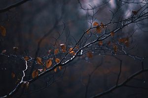 Letzte Blätter vor dem Winter von Florian Kunde