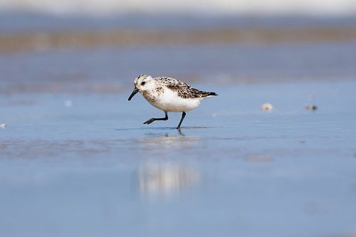 Sanderling in der Brandung