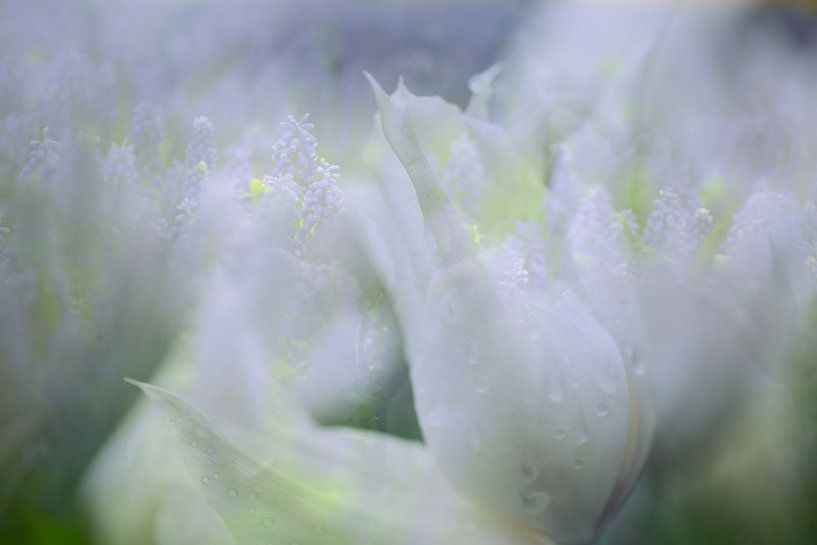 Floral spheres by Andy Luberti