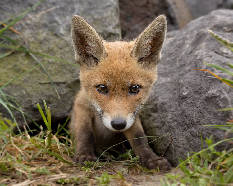 Close-up of a young fox by Patrick van Bakkum