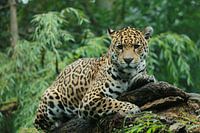 Panther