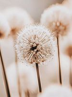 Paardenbloem