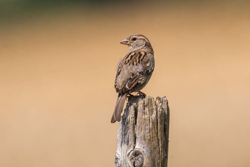 Sparrow in Summer by Tobias Luxberg