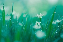 Fresh floral splendour by Poster Art Shop