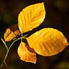 Goldene Herbstblätter im Sonnenlicht von Martijn Tilroe