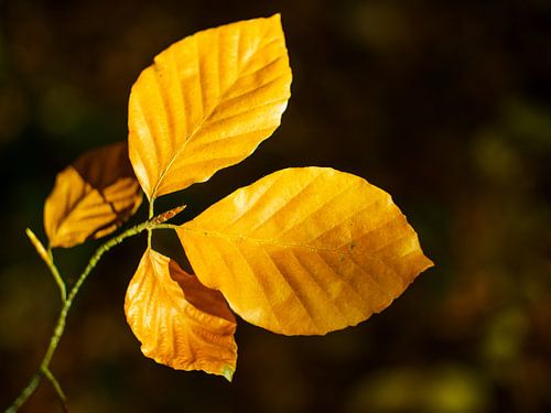 Goldene Herbstblätter im Sonnenlicht von Martijn Tilroe