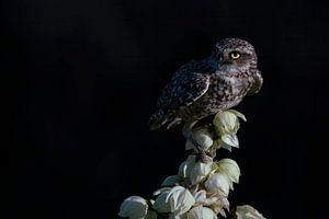 Eule steht auf weißen Blumen.