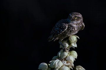 Owl stands on white flowers. by Albert Beukhof