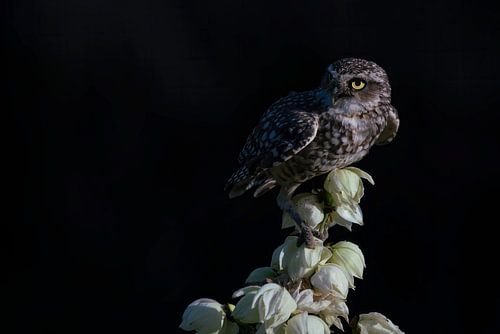 La chouette se tient sur des fleurs blanches.
