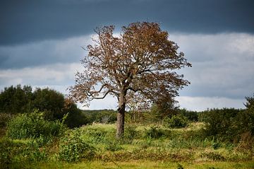 Baum im Feld von Sjoerd van der Hucht