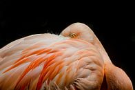 Flamingo van Mark Bolijn thumbnail