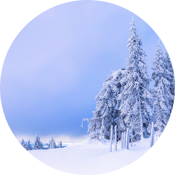 Sparren in de Noorse sneeuw