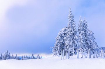 Sparren in de Noorse sneeuw van Adelheid Smitt