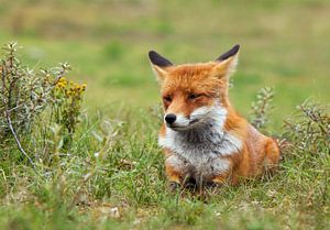 Chilling fox