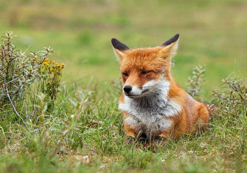 Chilling fox