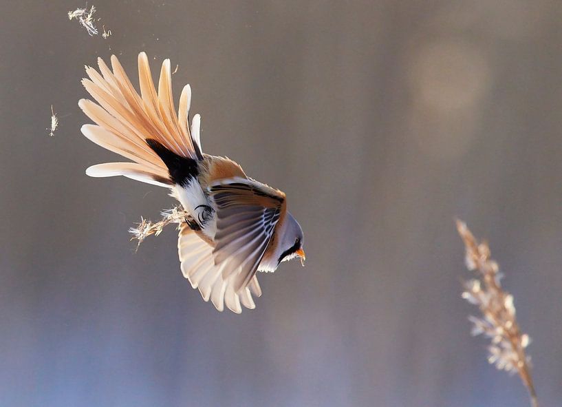 Le roselin barbu, Panurus biarmicus par Beschermingswerk voor aan uw muur