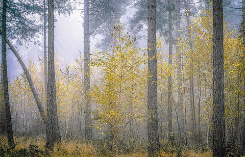 jonge berken tussen naaldbomen in de mist