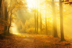 Pad door een mistig bos tijdens een mooie mistige herfstochtend van Sjoerd van der Wal Fotografie