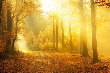 Sentier à travers une forêt brumeuse lors d'une belle matinée d'automne brumeuse sur Sjoerd van der Wal Photographie