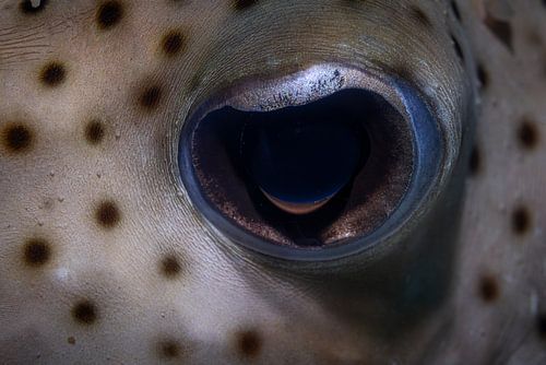 Pufferfish eye @ Komodo, Indonesia