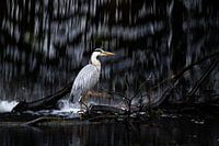 Blauwe Reiger neemt een bad
