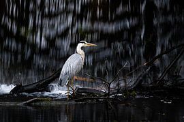 Blue Heron takes a bath by Jeroen Arts
