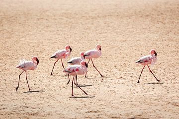 Flamingo's op het strand van Simone Janssen
