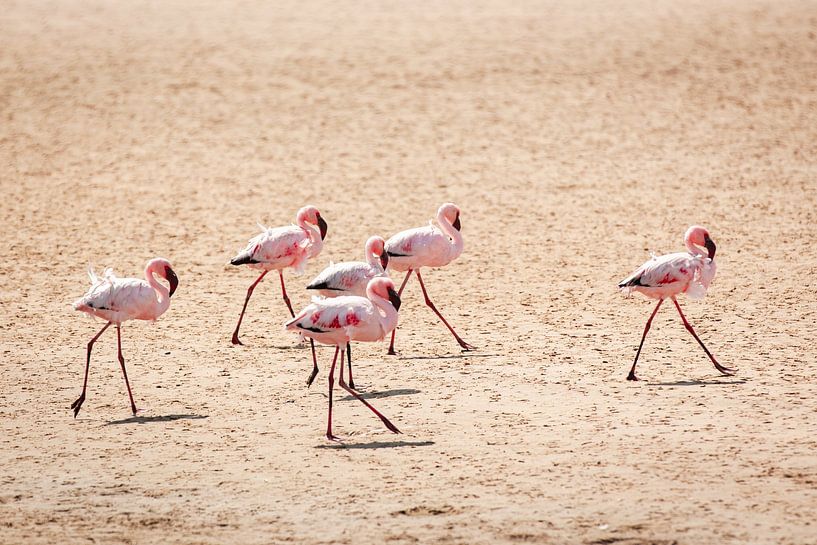 Flamingos am Strand von Simone Janssen