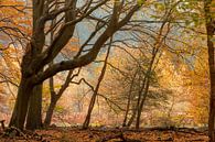Speulder forest by Evert Jan Kip thumbnail