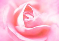 Soft Rose