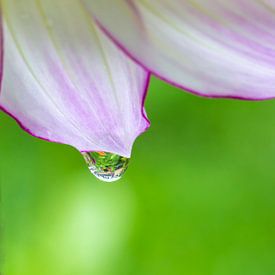 Waterdrop on a flower pedal sur noeky1980 photography