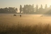 Mooie zomerochtend