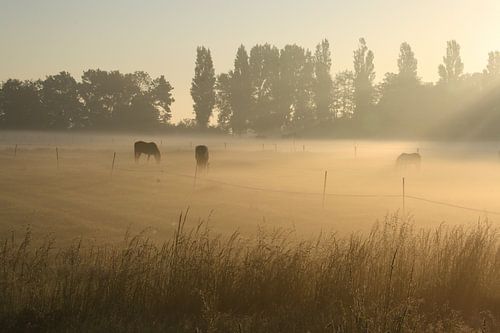 Beautiful summer morning