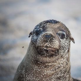 Galapagos sea lion cub by Daniël Schonewille