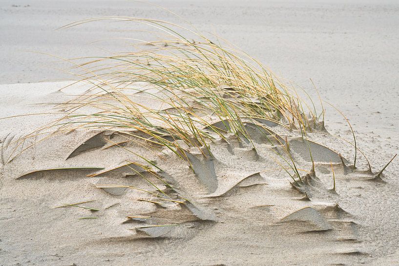 strand stilleven van eric van der eijk