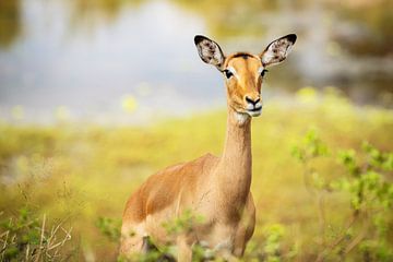 Impala Antilope II von Meleah Fotografie