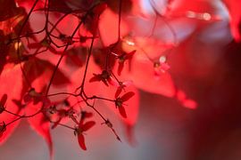 Fan Maple by Thomas Jäger