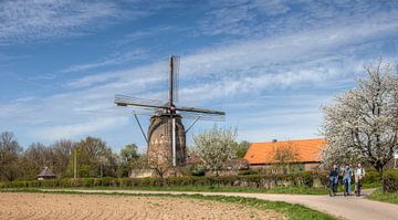 De Torenmolen van Gronsveld tijdens de bloesem