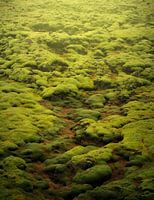 Lava field - Iceland