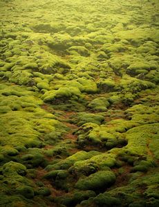 Lava field - Iceland van Thomas Kuipers