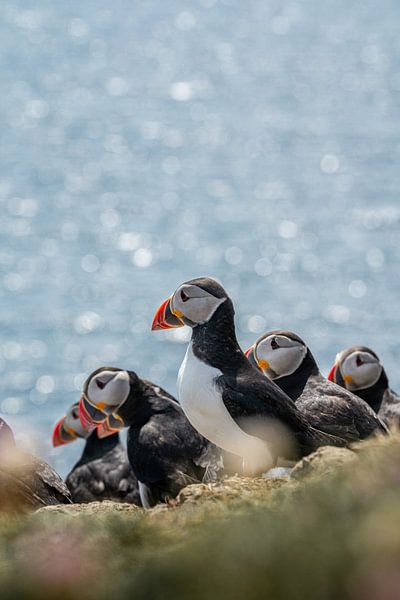 Papegaaiduikers op Canna Eiland - Reisfotografie in Schotland by Henrike Schenk