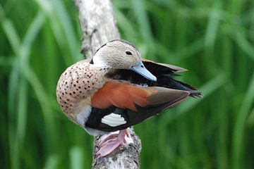 Oo, you are beautiful!