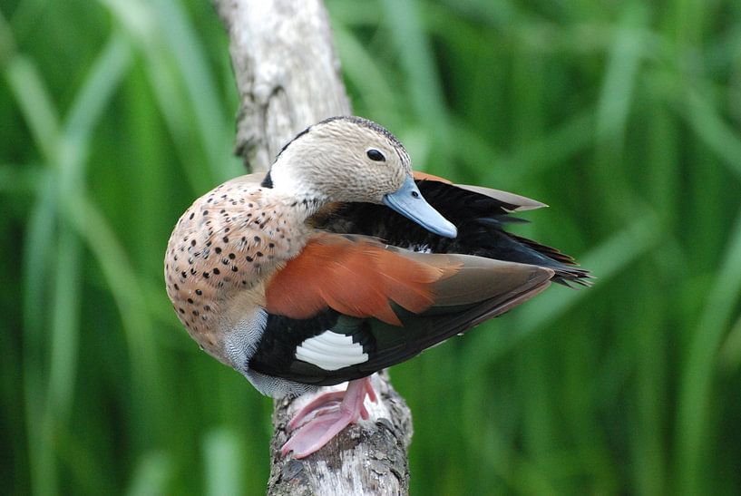 Oo, you are beautiful! by Dick Mostaard