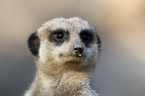 Suricate sur Marcel Schauer